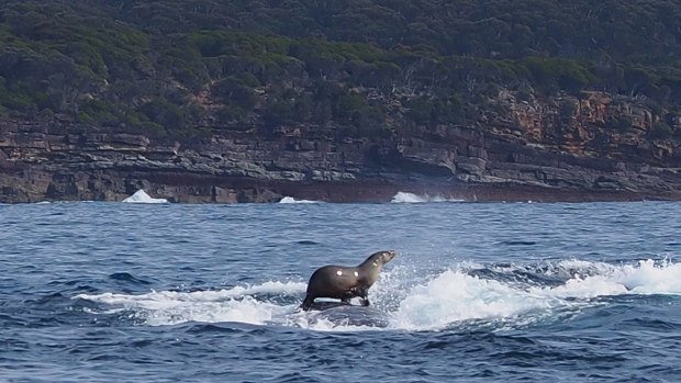 This seal hitched a ride on the back of a humpback whale.
