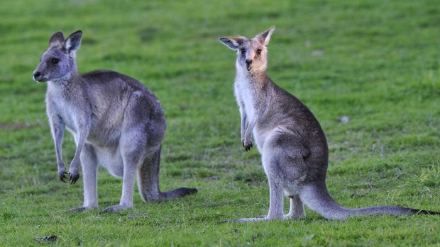ACT plan to cull up to 2606 kangaroos in 2017