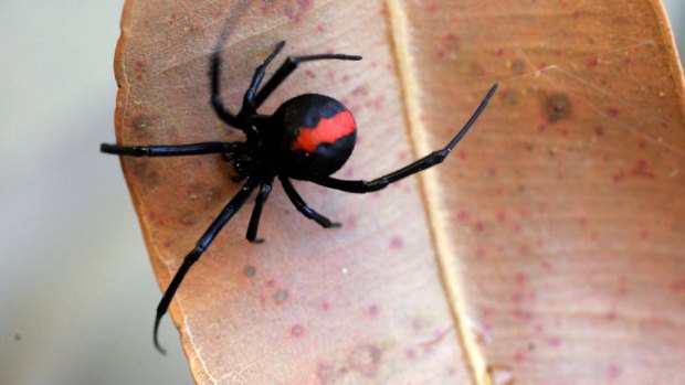 Redback spider.