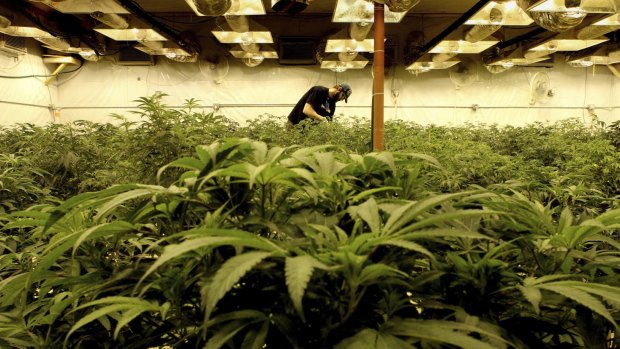The Andrews Government is preparing to announce a cannabis "cultivation trial" in Victoria.
