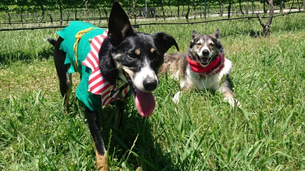 Local wine dogs Mollie and Tannin are again hosting a Christmas party at Murrumbateman Winery.
