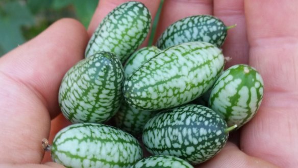 Cucamelons: officially the world's cutest fruit.
