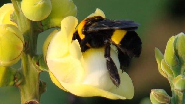 A large species of bees are responsible for pollinating almost 90 per cent of the world's major crops.