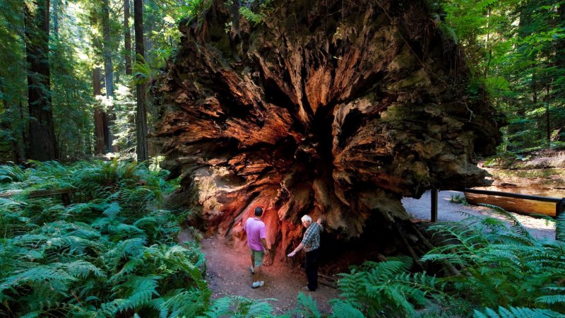 world tallest tree on earth