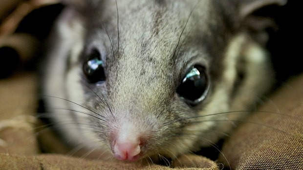 Despite months of talks, a consensus still hasn't been reached for a new national park in the Central Highlands to save Victoria's fauna emblem, the Leadbeater's possum.
