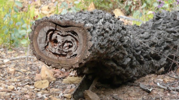 Can you make out the face of movie alien ET in this log?