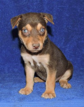 A kelpie puppy from the  farm advertised for sale.