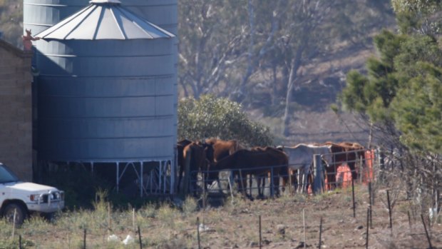 Some of the surviving horses at the property in Bulla on Monday morning.