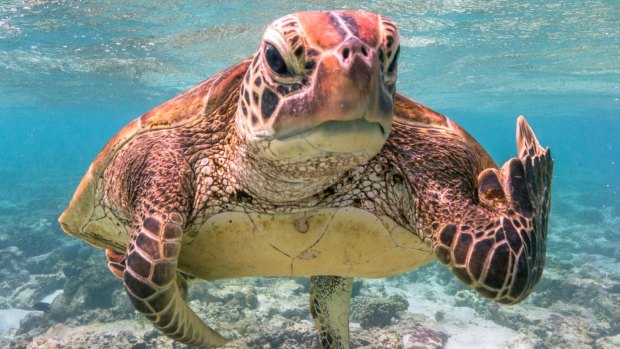 Mark Fitzpatrick's award-winning photo of Terry the Turtle.