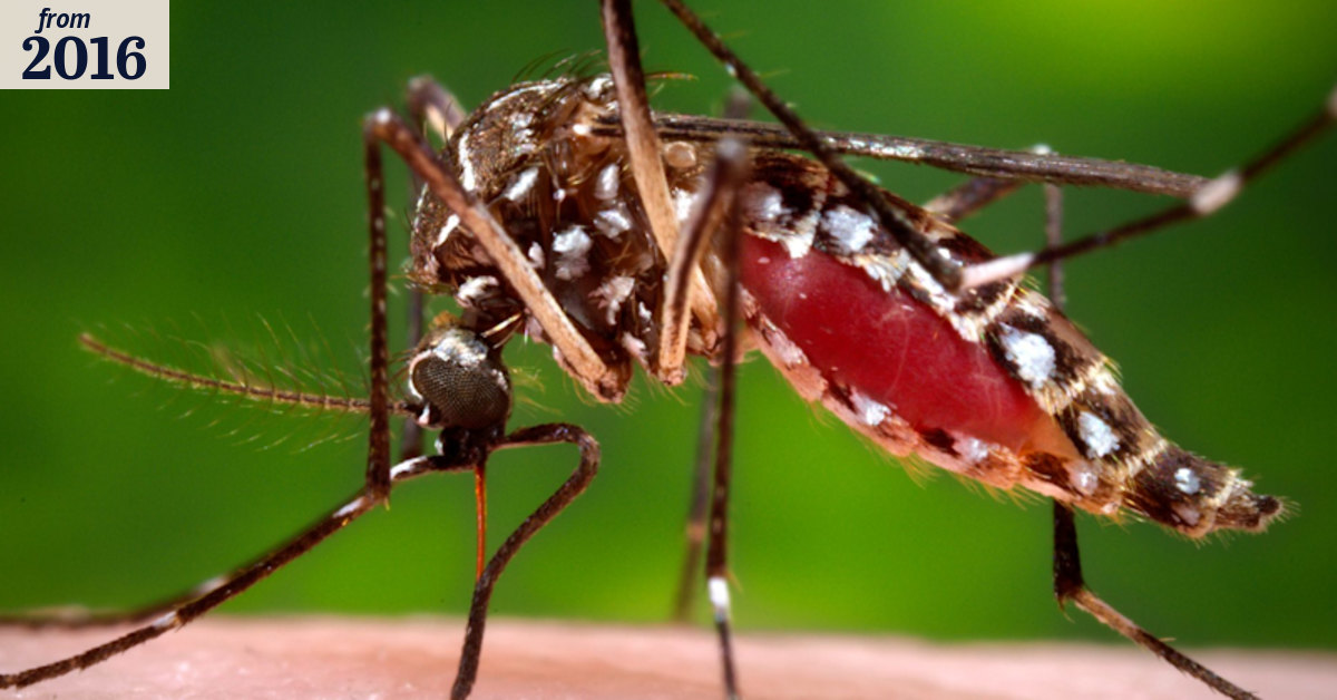 Six natural steps to win the mozzie war