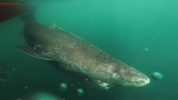 The world's longest living vertebrate is the Greenland shark, here seen returning to the cold waters of the Uummannaq Fjord, Greenland.