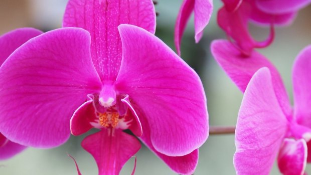 A striking Phaleonopsis orchid at  the Singapore Garden Festival. 