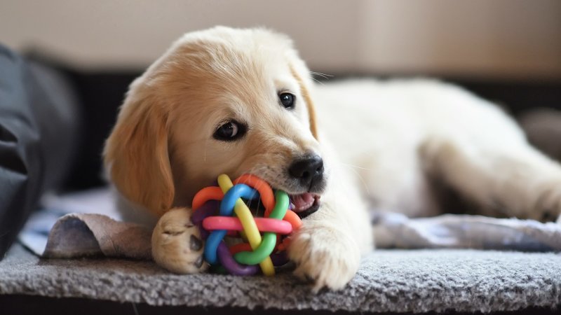 Pet Insurance Market Looks To Rise Of The Fur Baby