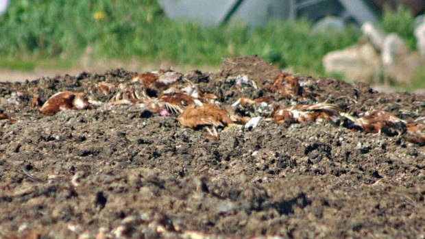 Laying hen carcasses on top of manure pile at Swan Valley Egg Farm, Carabooda. 