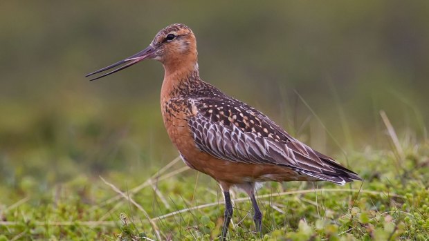 The vulnerable bar-tailed godwit from Russia at Toondah Harbour at Cleveland in international wetlands.