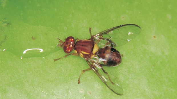 The exotic little pest that could cause the WA horticultural industry big dollars. 