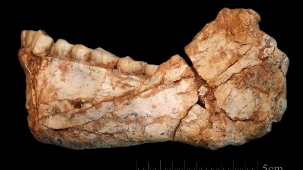 The first, almost complete adult mandible discovered at the site of Jebel Irhoud. 