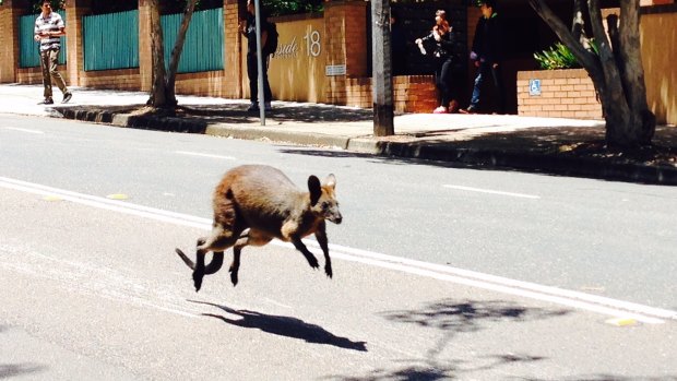 The wallaby spotted outside Chatswood Public School on Tuesday.