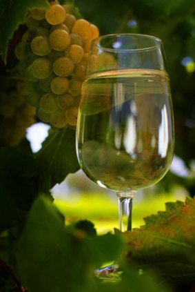 The higher levels of flavonoids in the chardonnay grape seeds could alter the work of genes related to fat metabolism.