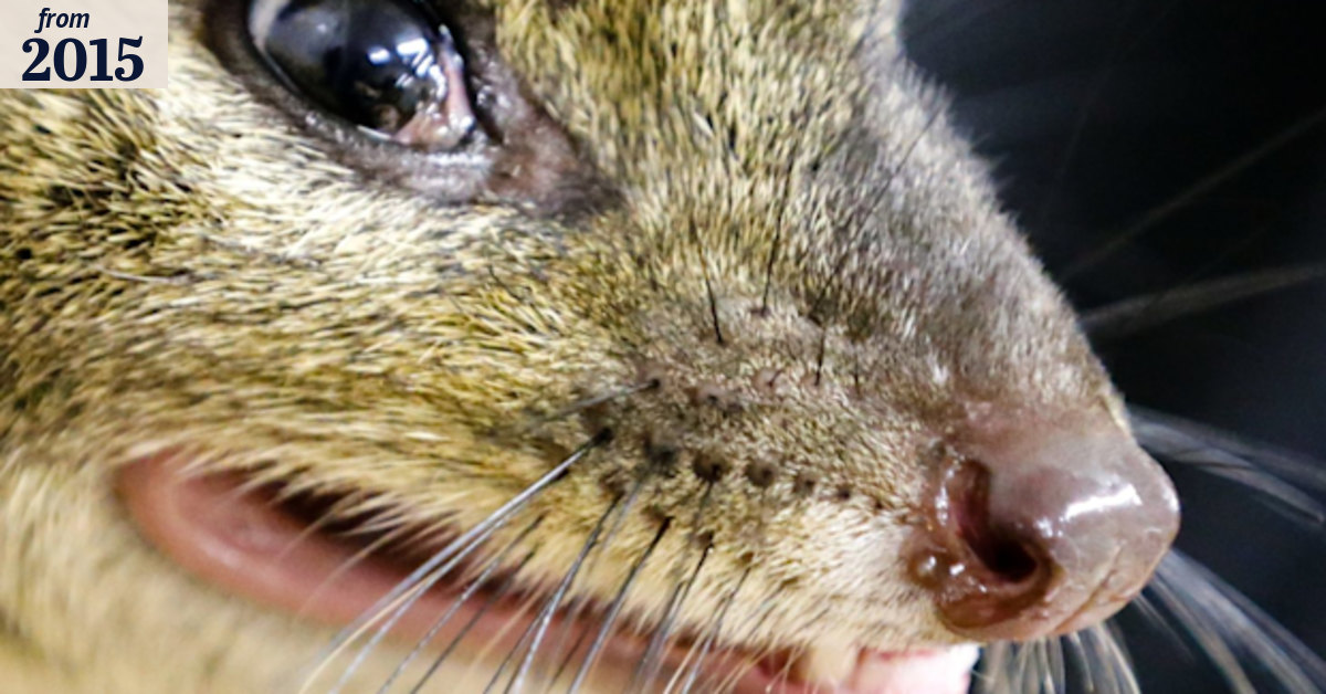 Endangered western quolls return to Flinders Ranges, South Australia