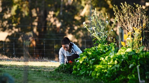 A staff member picking ingredients from the kitchen garden.