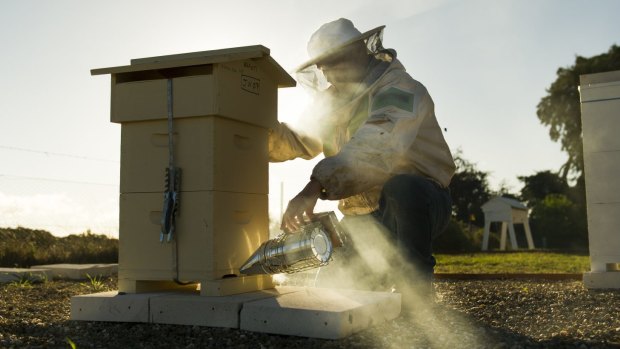 ACT Beekeepers Association's hive manager Jeff Matsen at work. 