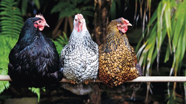 With more than 19 billion worldwide, chickens are one of the most abundant of all domesticated farm animals.