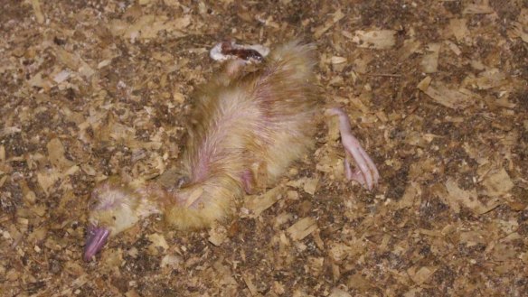 A dead duck in one of the sheds at Tinder Creek farm.