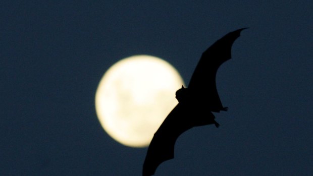 Another study of 2000 flying foxes showed bats weren't any more likely to excrete the virus when stressed