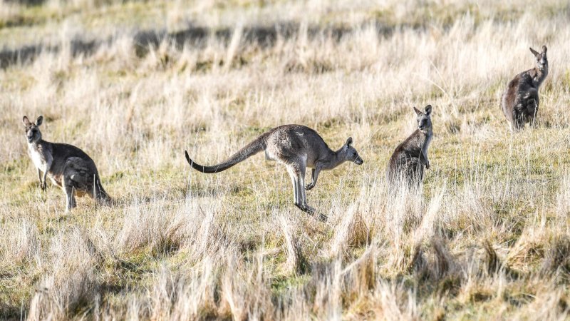 Kangaroo Conundrum When To Cull For Conservation
