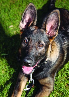 Six-month old Whiskey is currently training with the Queensland Police Service.