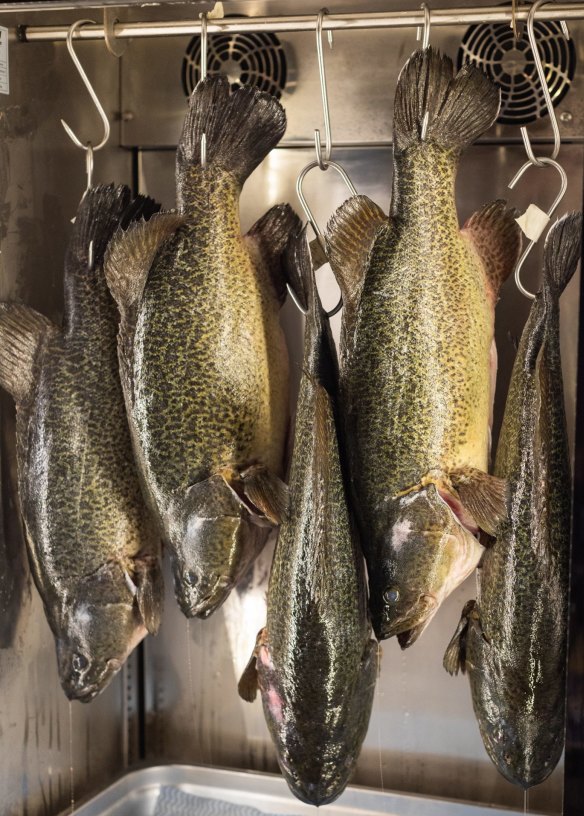 Freyja dry-ages its Murray cod to improve the texture of the flesh and the skin.
