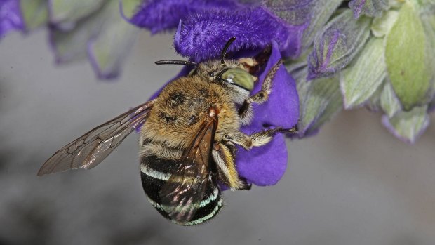A blue-banded native bee gets busy.