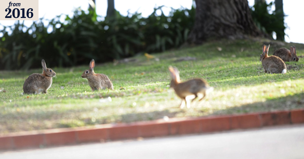 New strain of deadly calicivirus to be released on West Australian rabbits