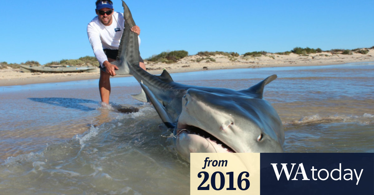 Fisherman reels in massive shark at Aussie tourist hotspot