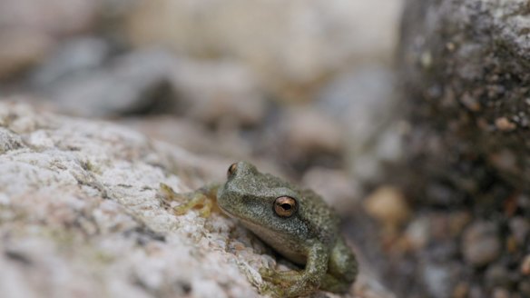 The spotted tree frog is seen in the Kosciuszko National Park. Eighty critically endangered spotted tree frogs have been released back into the wild.