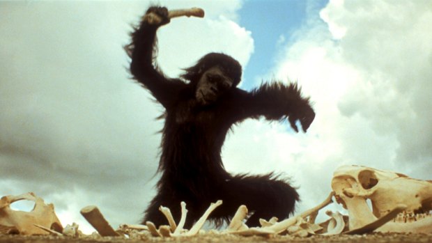Apes learn that tools can be weapons in 2001: A Space Odyssey.