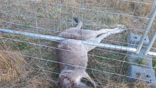 A dead kangaroo, found under fencing at Gungaderra Grasslands in Crace, was stabbed in the head to mimic a gun shot wound, TAMS says.