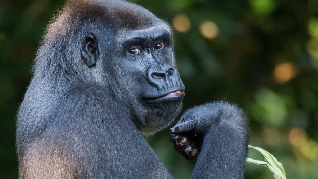 'The gorilla channel' meme highlights how easy it is for satire and fake news to become confused. 