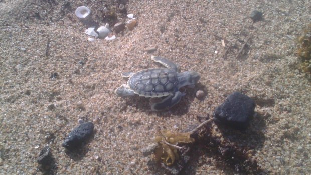 WWF-Australia were sent images from a concerned citizen of a turtle near a lump of coal off a Mackay beach.