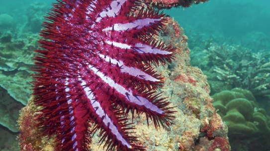 Crown-of-thorns starfish are a threat to many corals, including those on the Great Barrier Reef.