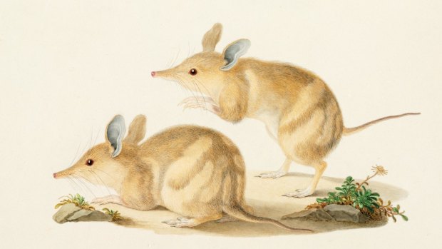 Perameles bougainville (western barred bandicoot, Peramelidae). Finished watercolour by Ferdinand Bauer.
