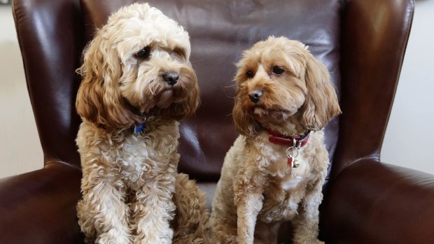 What is the etiquette when your cavoodle poos on your neighbour's doorstep?