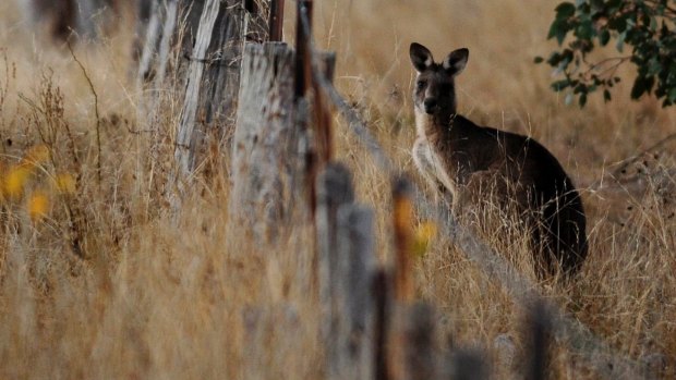 A protester was charged with obstructing the leader of the ACT's controversial kangaroo cull operation. 