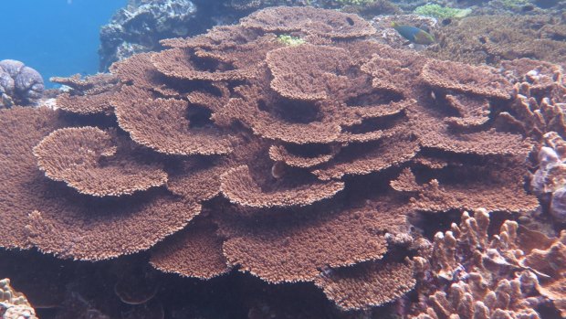 A study has found that micro plastics are harming coral on the Great Barrier Reef.