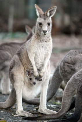 ACT authorities have yet to finalise the number of kangaroos to be culled in 2017. 