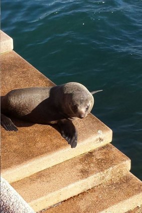The seal on the Opera House steps.
