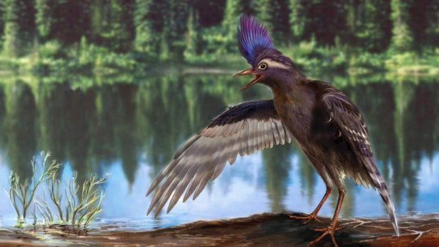 Wading bird from the Early Cretaceous of China. The newly discovered species is now our oldest-known example of the evolutionary branch that hosts all living birds. 
 