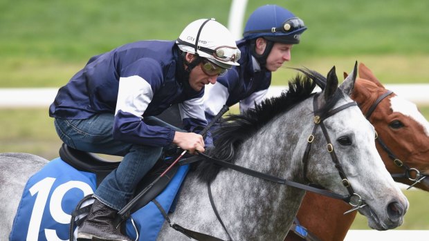 Back in the saddle: Damien Oliver will ride Fawkner in Saturday's Cox Plate.