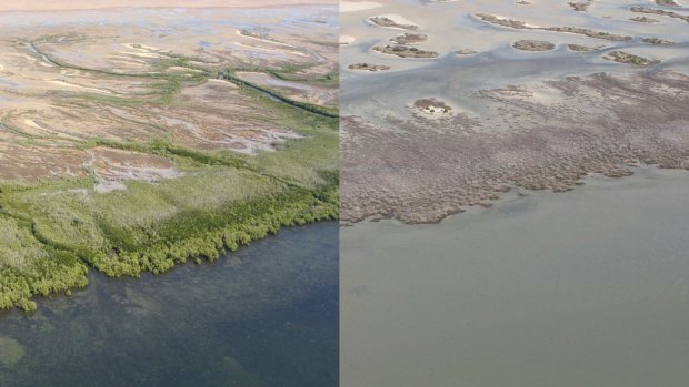 The mangrove wipeout could have multiple impacts, including the loss of fisheries worth hundreds of millions of dollars and more coastal erosion because of the loss of forest protection.